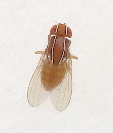 Zaprionus indianus